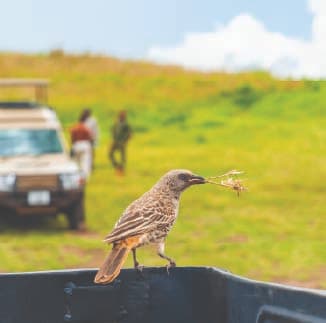 Safari