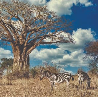 Wildlife